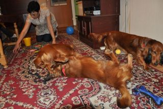 NADIM jamniki Kollapsar